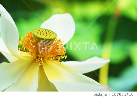 満開の蓮の花 107051416