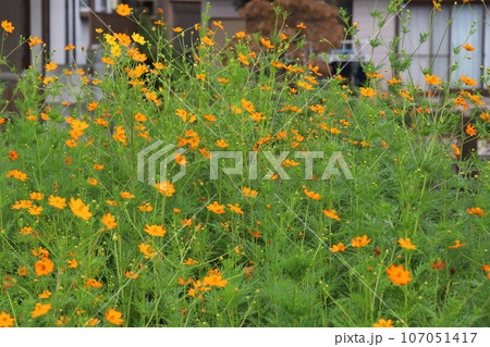 秋の野原に咲くオレンジ色のキバナコスモスの花 107051417