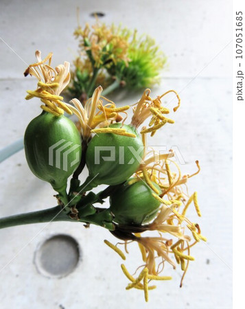 アガベの最後 107051685