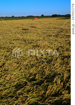 大久保農耕地 　荒川河川敷　収穫の季節　さいたま市 107051778