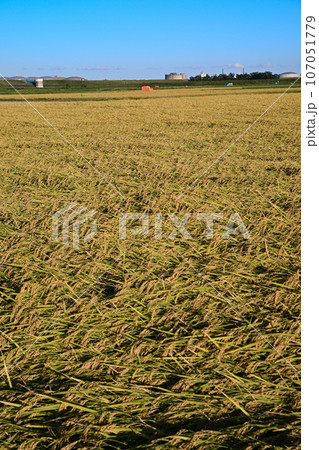 大久保農耕地 　荒川河川敷　収穫の季節　さいたま市 107051779