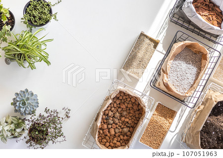 Horticulture home garden exotic plant transplant equipment variegated monstera top view isolated 107051963