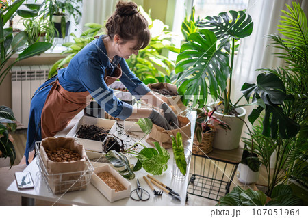 Woman transplant variegated monstera at home garden use drainage granule soil ground on table Woman transplant variegated monstera at home garden use drainage granule soil ground on table 107051964