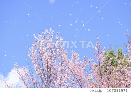 青空と桜ふぶき（動画との同時撮影） 107051971