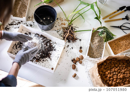 Female gardener hands mixing priming ground soil variegated monstera transplant top view closeup 107051980