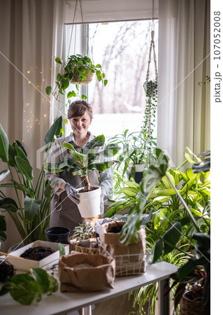 Woman gardener placing plastic pot with variegated monstera on windowsill at home garden interior Woman gardener placing plastic pot with variegated monstera on windowsill at home garden interior 107052008