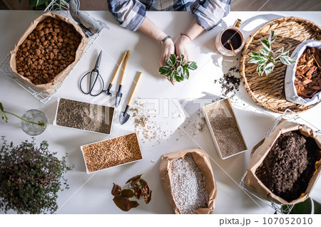 Female gardener hands holding small pot with variegated monstera garden equipment on table closeup Female gardener hands holding small pot with variegated monstera garden equipment on table closeup 107052010
