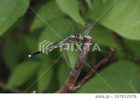 シオカラトンボ雌（ムギワラトンボ） 107052076
