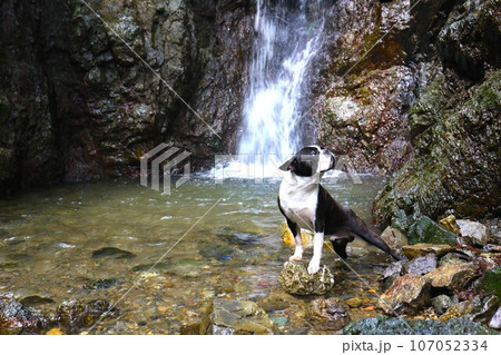 毛呂山町の人気スポット獅子ヶ滝の水辺で渓谷を見上げるボストンテリアのマイティ君♡ 107052334
