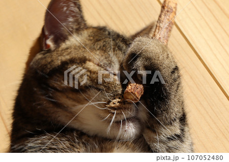 またたびで精神統一する猫アメリカンショートヘアブラウンタビー 107052480