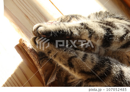 ごめんなさい。手を合わせる猫アメリカンショートヘアブラウンタビー 107052485