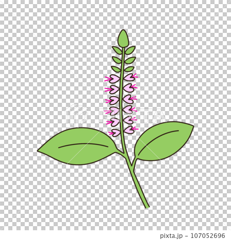 Michaelicium Michaelicium 107052696