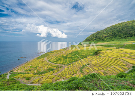 「石川県」秋の白米千枚田　能登半島 107052758