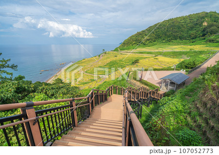 「石川県」秋の白米千枚田　能登半島 107052773