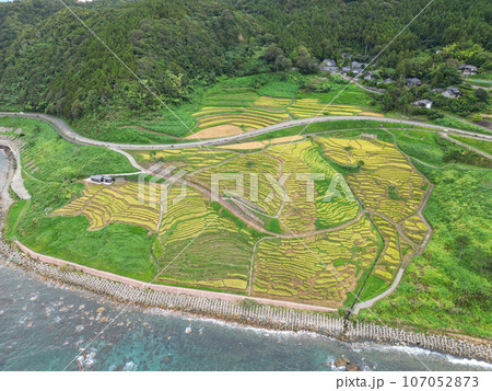 空撮「石川県」秋の白米千枚田　能登半島 107052873