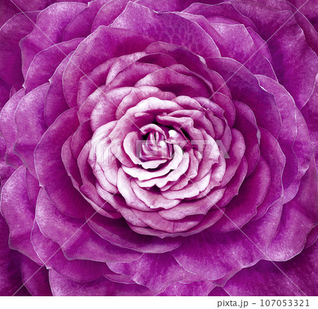 Rose purple flower. Floral background. Closeup.  Nature. 107053321
