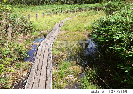 八幡平の植物 エゾオヤマリンドウ 107053693