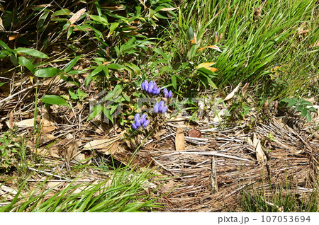 八幡平の植物 エゾオヤマリンドウ 107053694