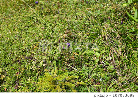 八幡平の植物 エゾオヤマリンドウ 107053698