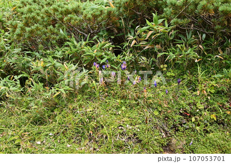 八幡平の植物 エゾオヤマリンドウ 107053701