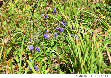 八幡平の植物 エゾオヤマリンドウ 八幡平の植物 エゾオヤマリンドウ 107053713