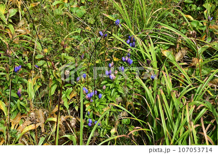 八幡平の植物 エゾオヤマリンドウ 八幡平の植物 エゾオヤマリンドウ 107053714