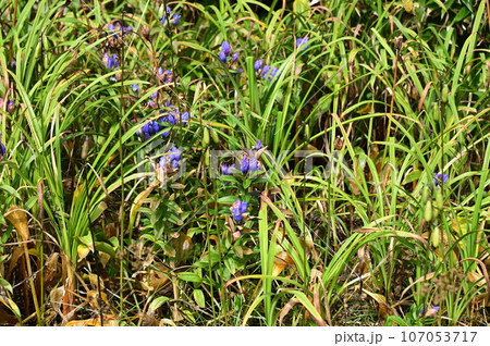 八幡平の植物 エゾオヤマリンドウ 107053717