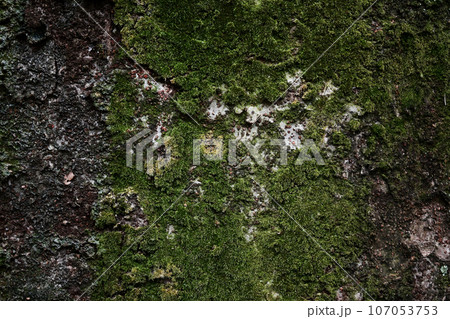 苔生した樹皮 107053753