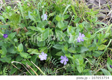 ツルニチニチソウ（ビンカマジョール） 107053754