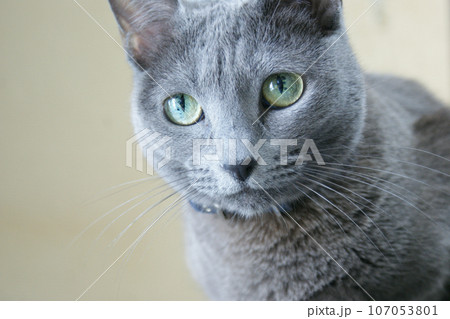 猫 ロシアンブルー 猫 ロシアンブルー 107053801