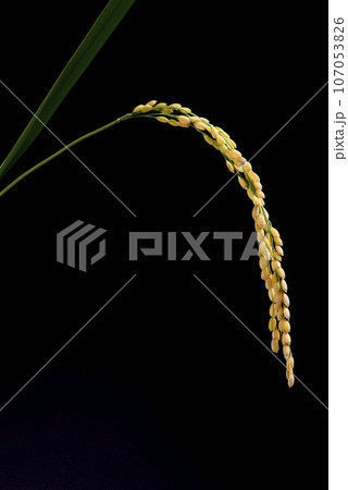 稲穂のクローズアップ 107053826