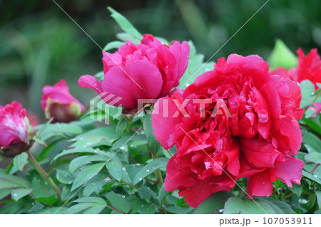 女性らしさを感じる花 女性らしさを感じる花 107053911