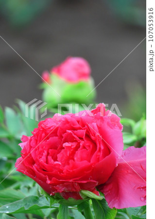 女性らしさを感じる花 女性らしさを感じる花 107053916