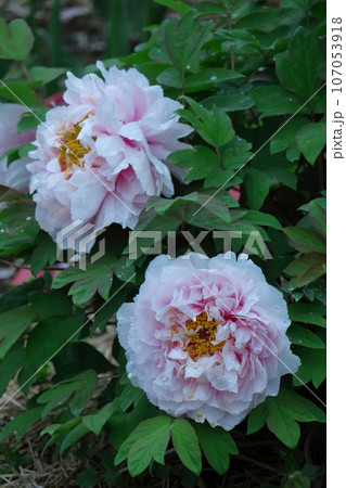 女性らしさを感じる花 女性らしさを感じる花 107053918