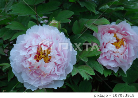 女性らしさを感じる花 107053919