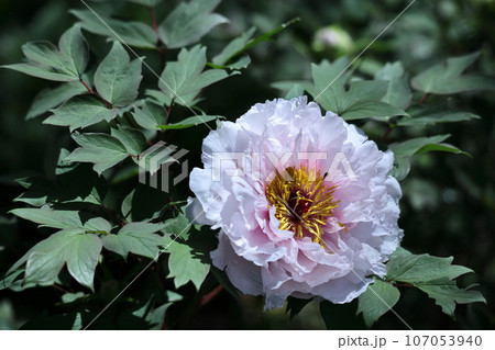 女性らしさを感じる花 107053940
