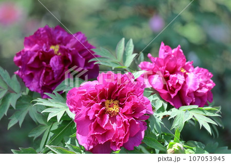 女性らしさを感じる花 107053945