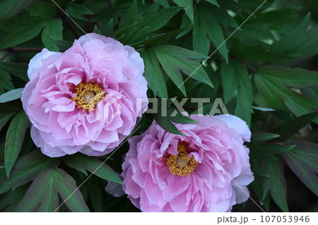 女性らしさを感じる花 107053946