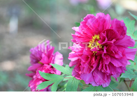 女性らしさを感じる花 107053948