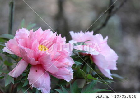女性らしさを感じる花 女性らしさを感じる花 107053959