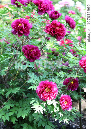 女性らしさを感じる花 女性らしさを感じる花 107053960