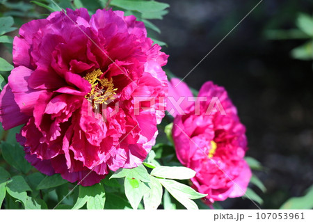 女性らしさを感じる花 女性らしさを感じる花 107053961