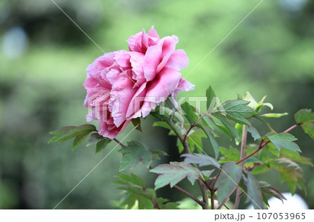 女性らしさを感じる花 107053965