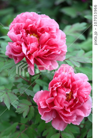 女性らしさを感じる花 107053966