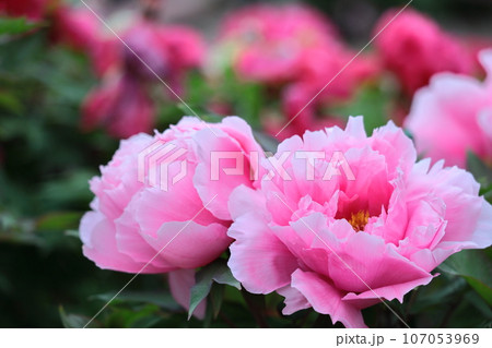 女性らしさを感じる花 107053969