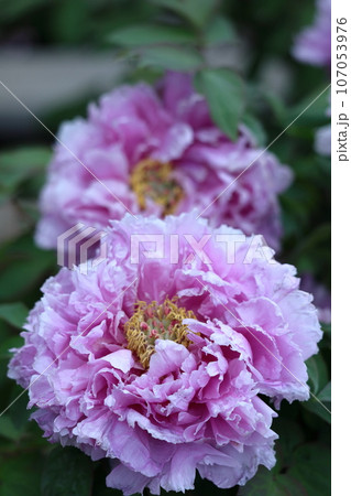 女性らしさを感じる花 女性らしさを感じる花 107053976