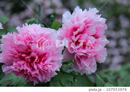 女性らしさを感じる花 女性らしさを感じる花 107053978