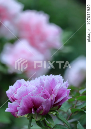 女性らしさを感じる花 107053980