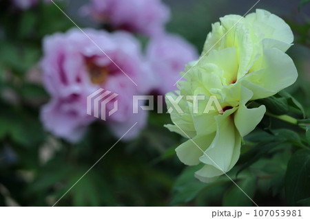 女性らしさを感じる花 女性らしさを感じる花 107053981