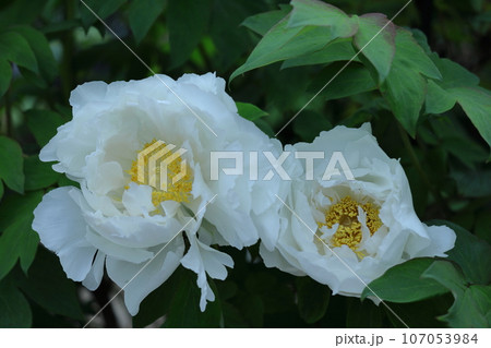 女性らしさを感じる花 107053984